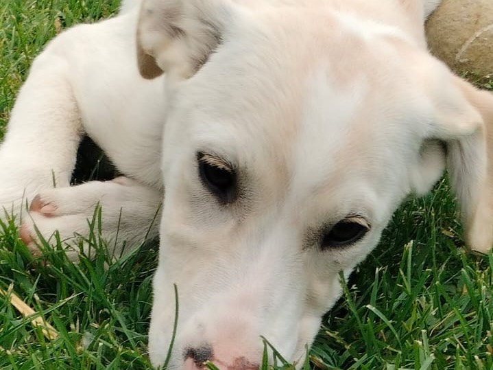Vuoi adottare un cane a Parma?