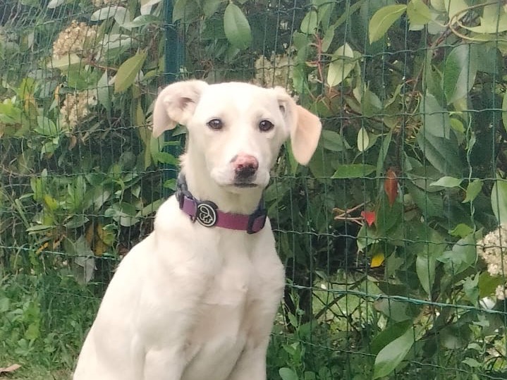Adotta il cane Flo a Parma