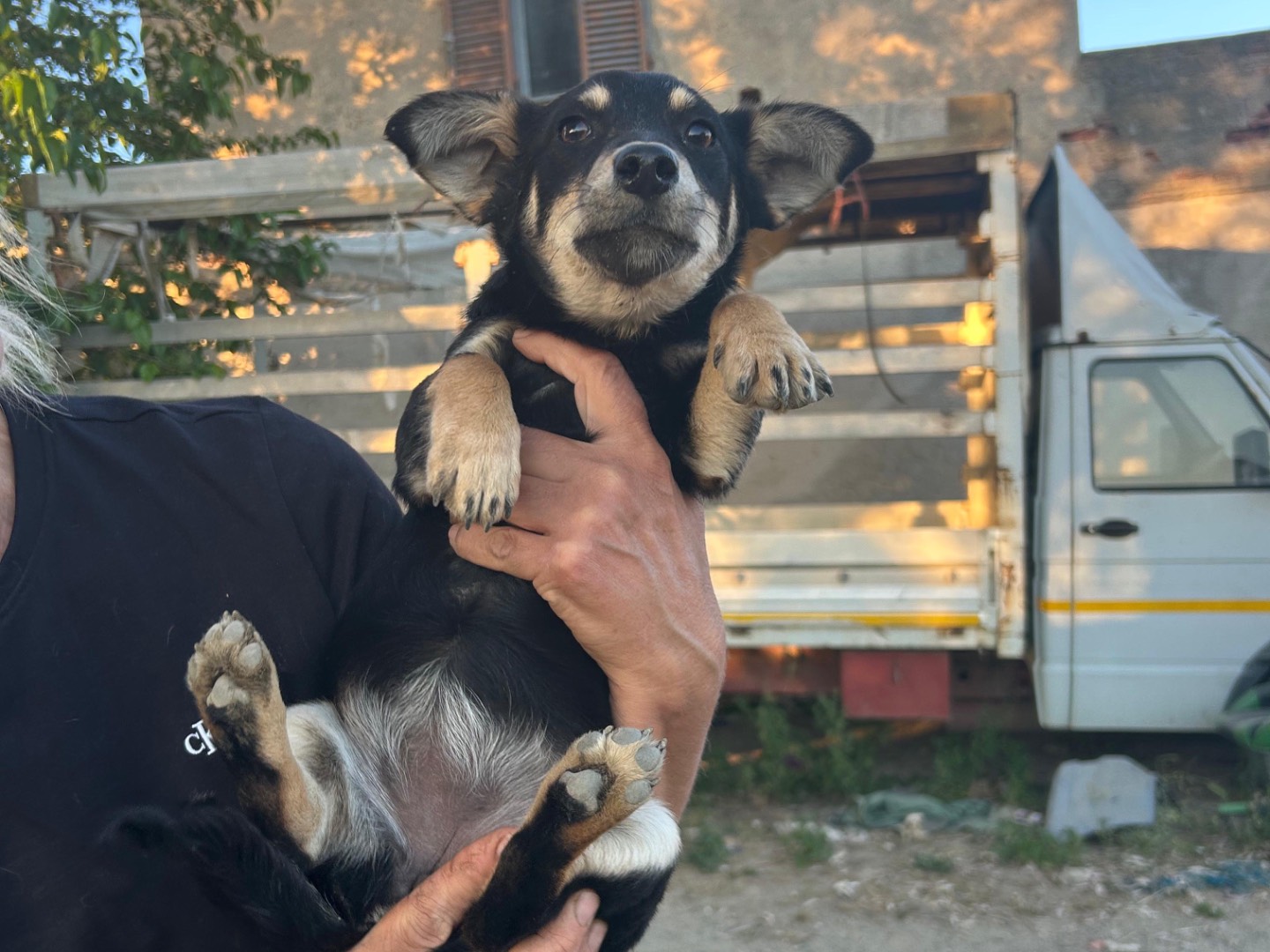 Adotta un cane, femmina, 6 mesi, Cosenza
