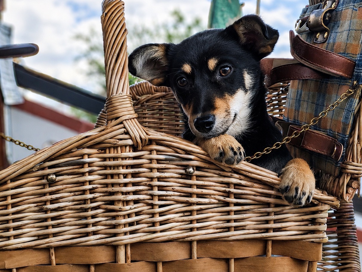 Adozione cane, femmina, Razza sconosciuta Razza sconosciuta, 6 mesi, taglia piccola, Cosenza