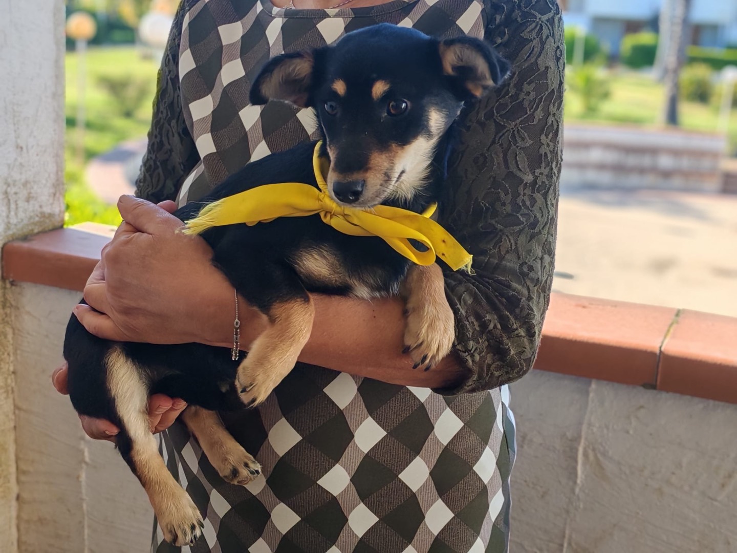 Adotta il cane Luna a Cosenza