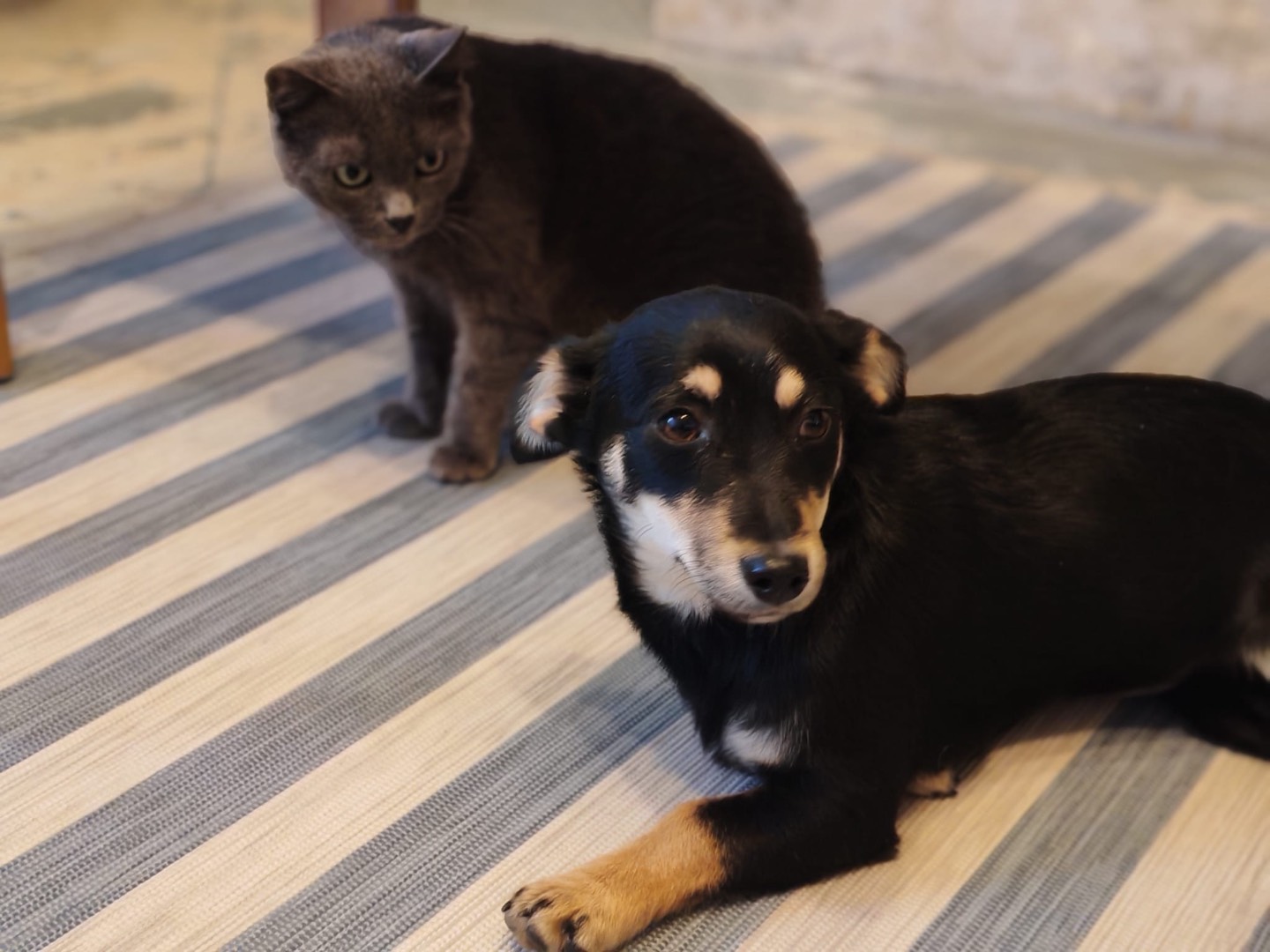 Vuoi adottare un cane a Cosenza?