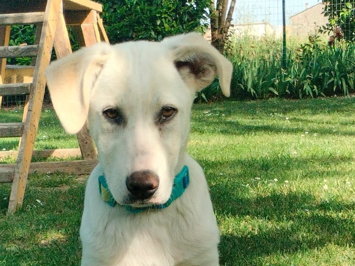 Vuoi adottare un cane a Parma?