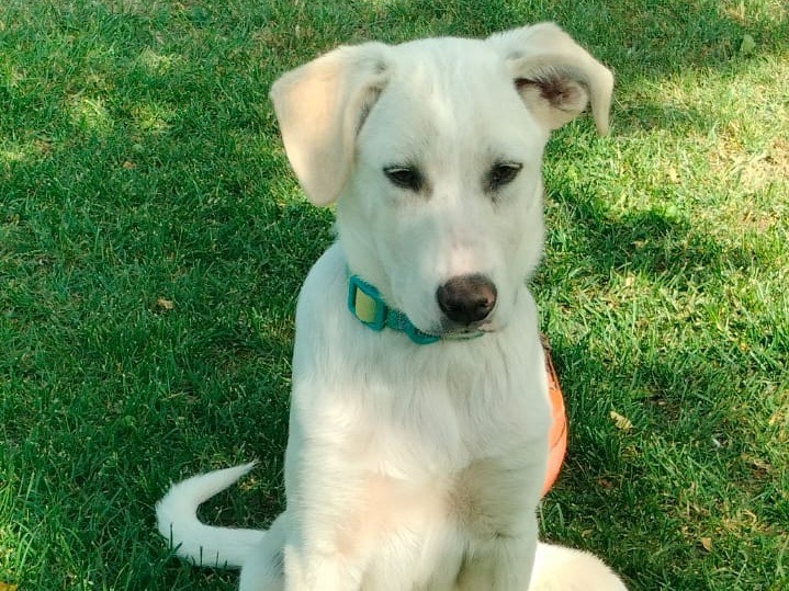 Adotta il cane Puffo a Parma