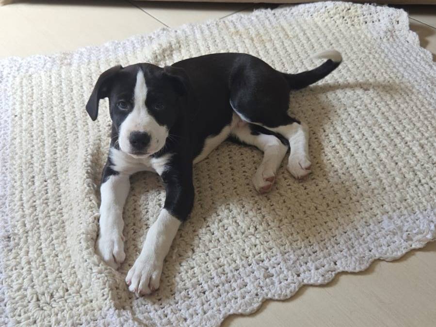 Adozione cane, maschio, Razza sconosciuta Razza sconosciuta, 3 mesi, taglia media, Avellino
