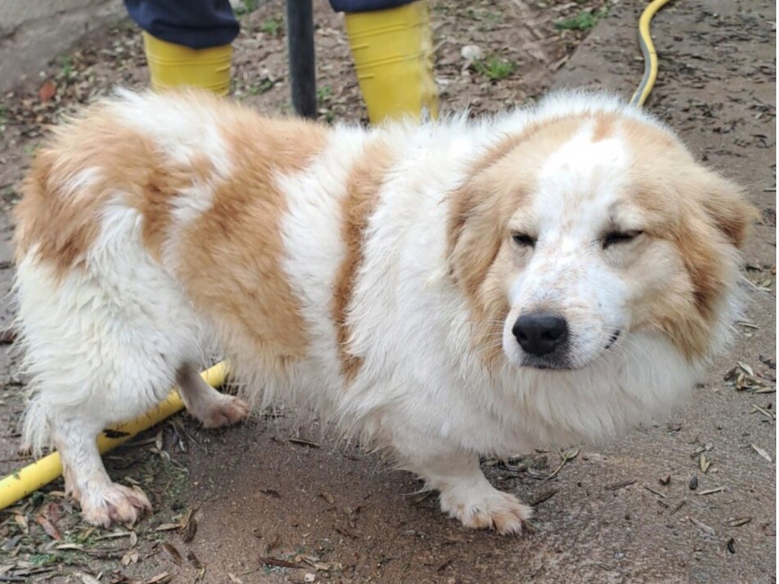 Adotta un cane, maschio, 5 anni e 6 mesi, Latina