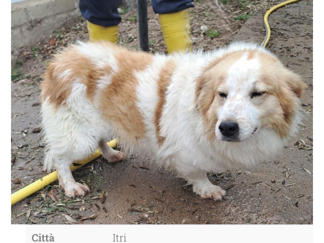 Adozione cane, maschio, Razza sconosciuta Razza sconosciuta, 5 anni e 6 mesi, taglia media contenuta, Latina