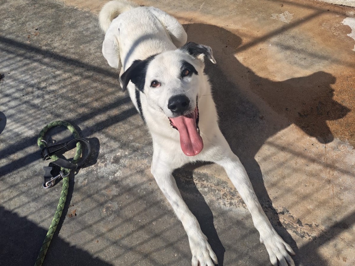 Adotta il cane ZEUS a Caserta