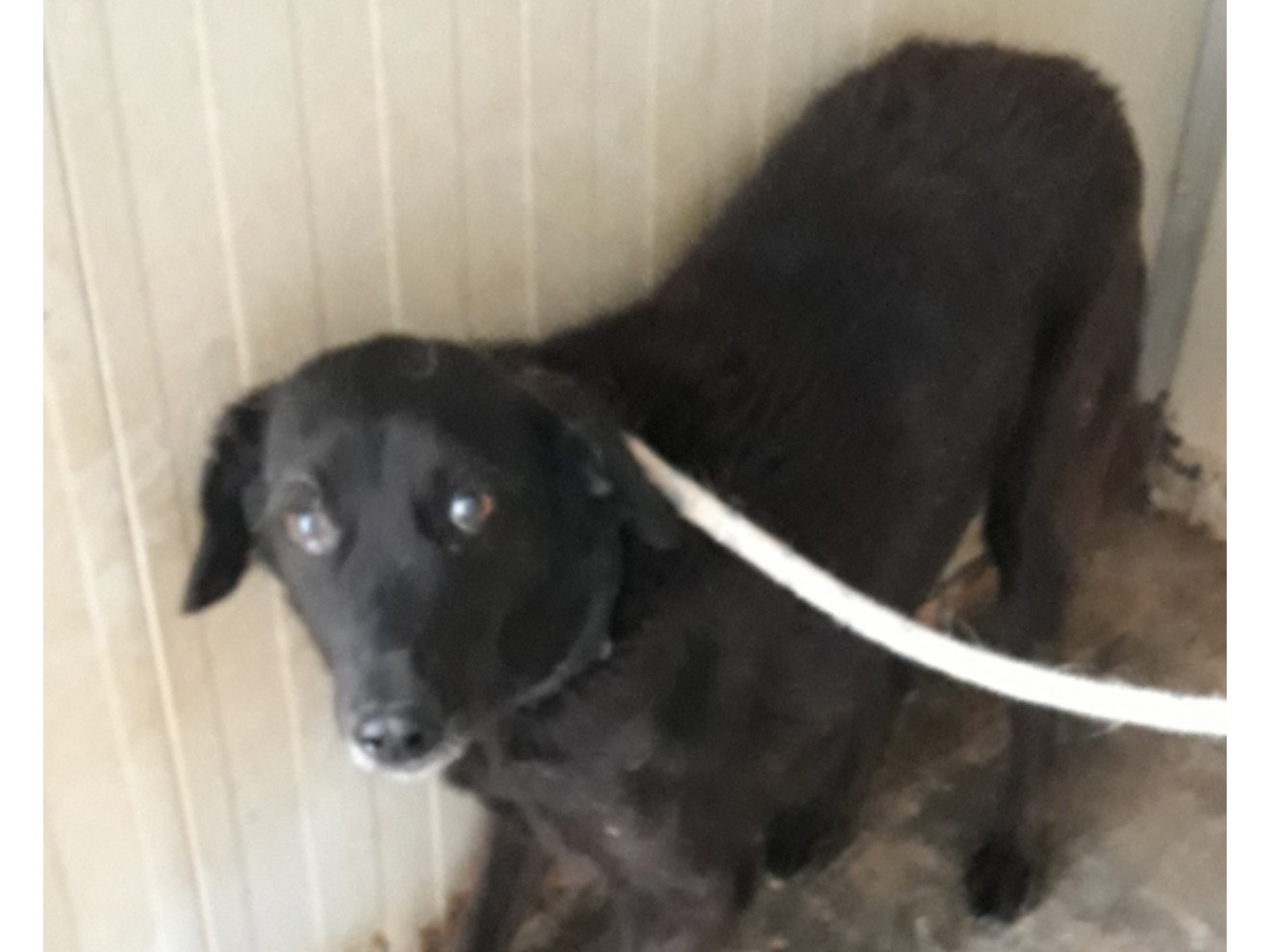 Adozione cane, maschio, Razza sconosciuta Razza sconosciuta, 10 anni e 4 mesi, taglia media contenuta, Latina