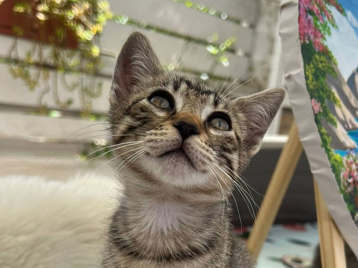 Adotta un gatto, femmina, 3 mesi, Bergamo