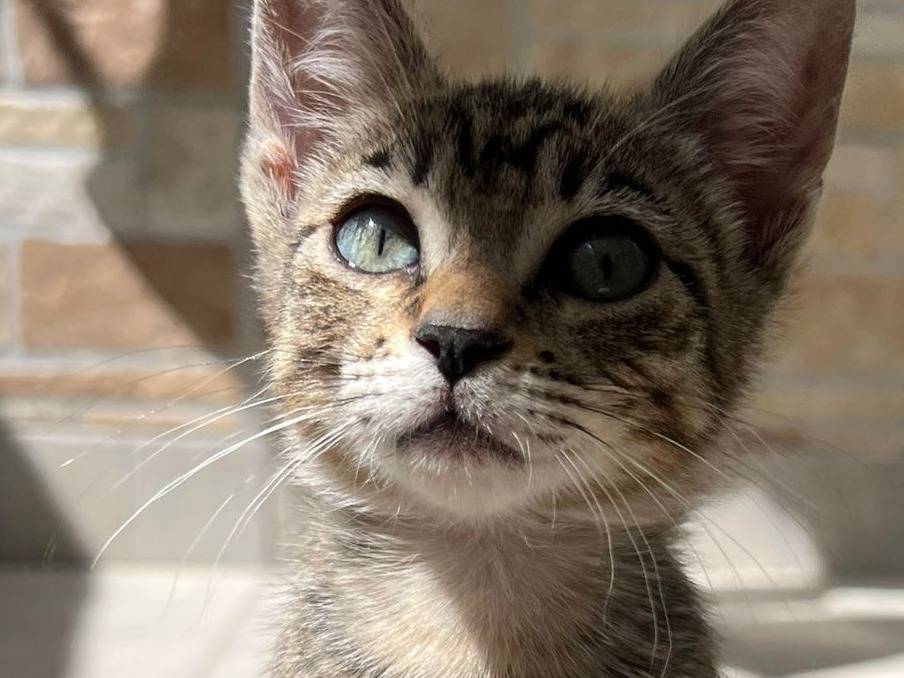 Adotta un gatto, taglia non valida, femmina, Bergamo