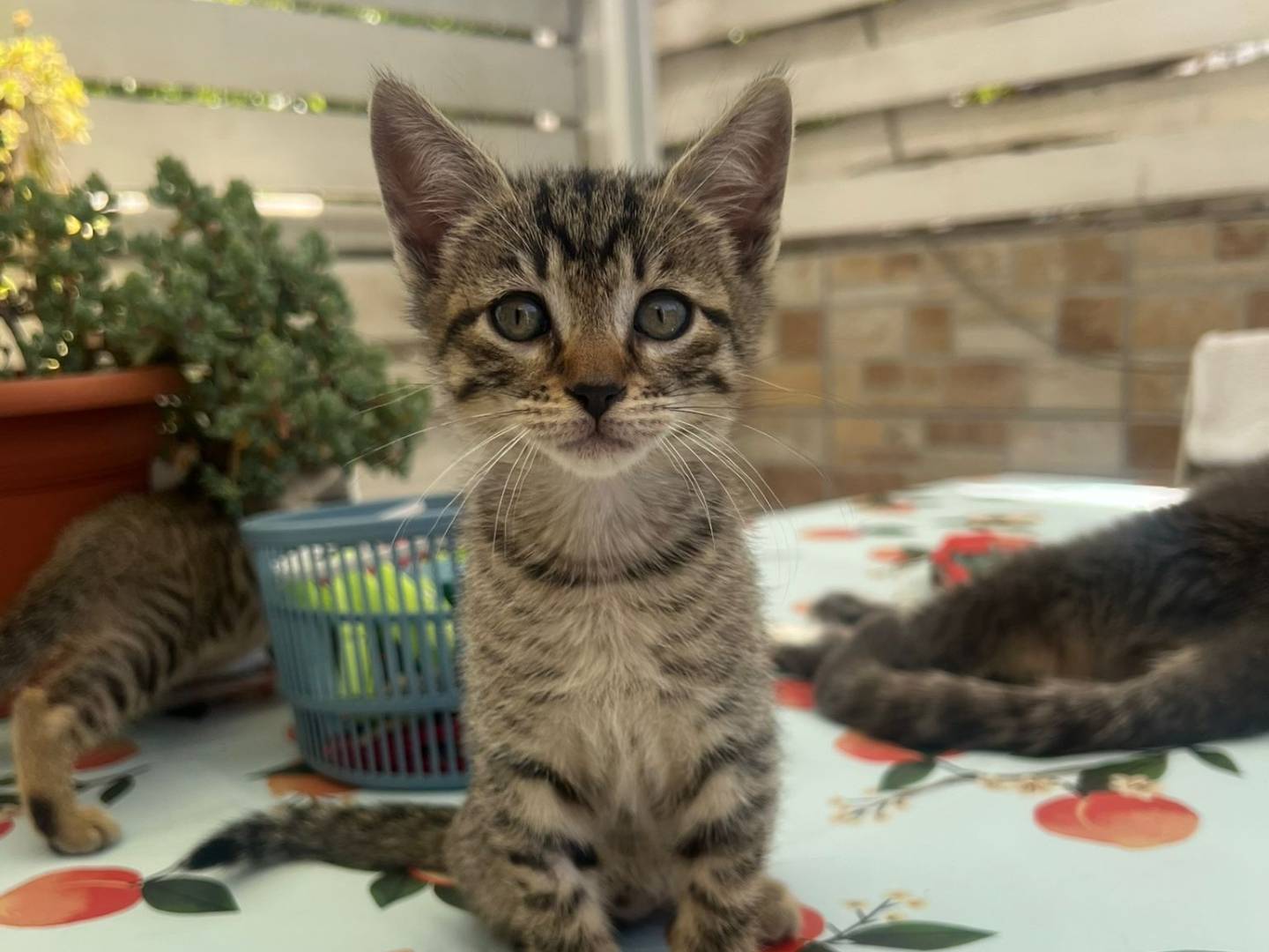 Adozione gatto, femmina, Razza sconosciuta Razza sconosciuta, 3 mesi, taglia non valida, Bergamo