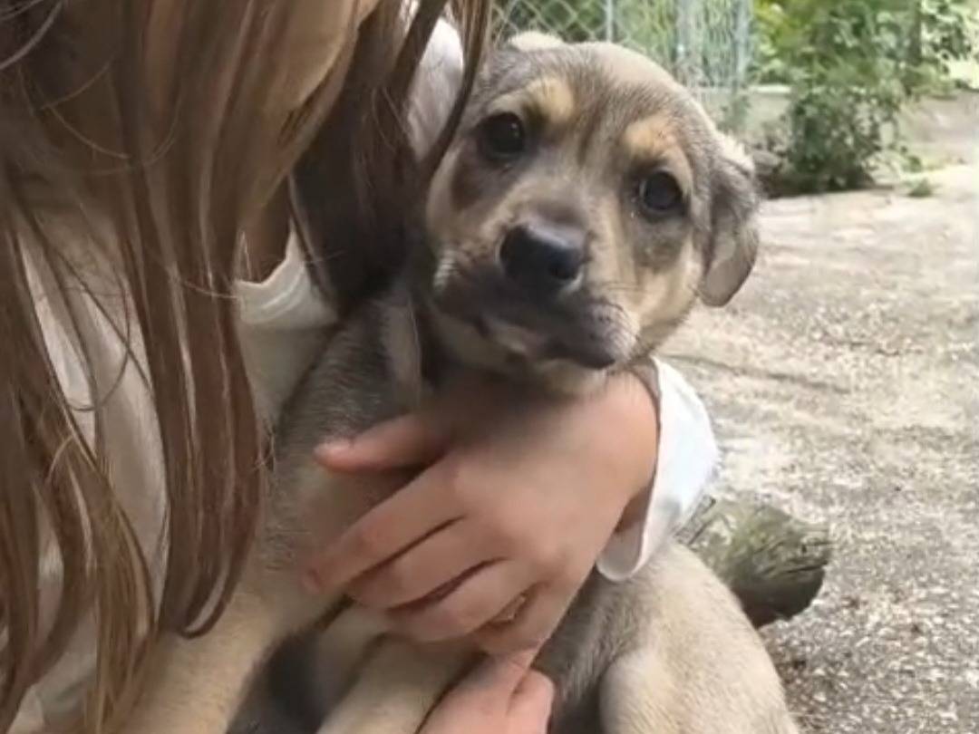 Adotta un cane, femmina, 2 mesi, Chieti