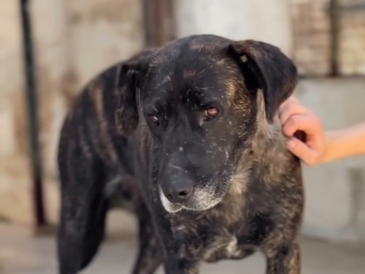 Adotta il cane KIARA a Caserta