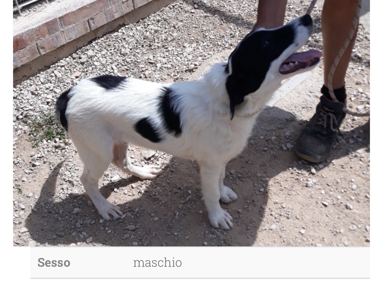 Adozione cane, maschio, Razza sconosciuta Razza sconosciuta, 5 anni e 4 mesi, taglia piccola, Latina