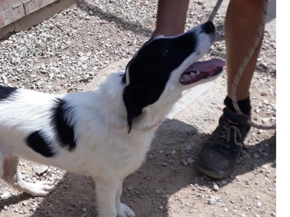 Adotta un cane, maschio, 5 anni e 4 mesi, Latina
