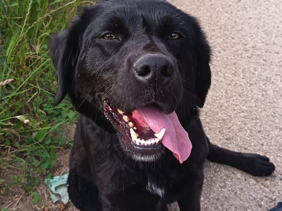 Adozione cane, femmina, Labrador Retriever Pastore australiano, 1 anno e 10 mesi, taglia media, Bari