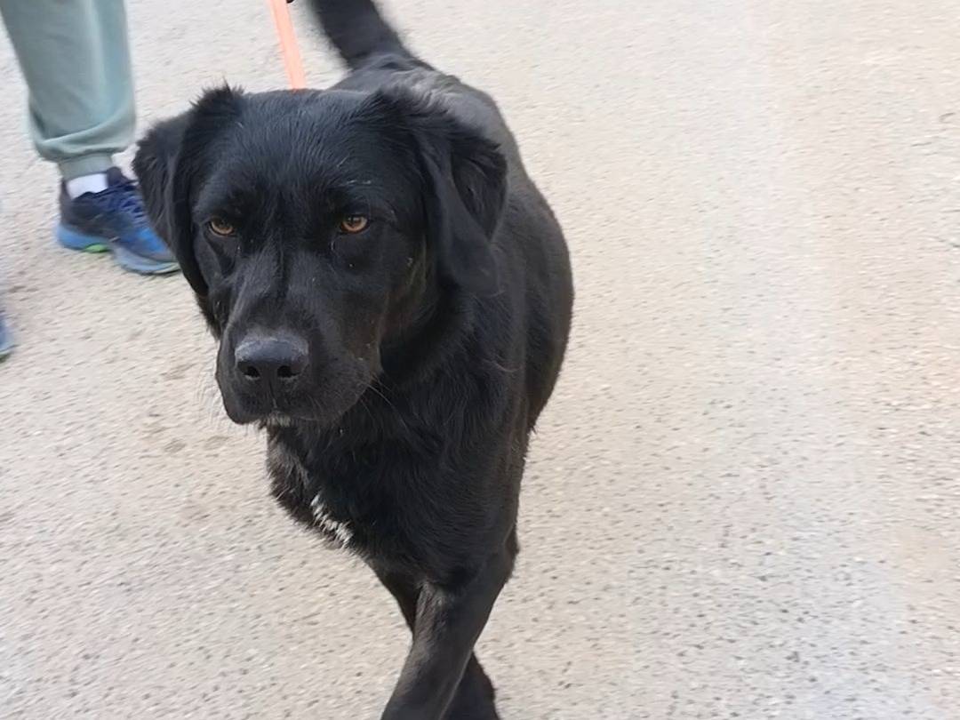 Adotta un cane, femmina, 1 anno e 10 mesi, Bari