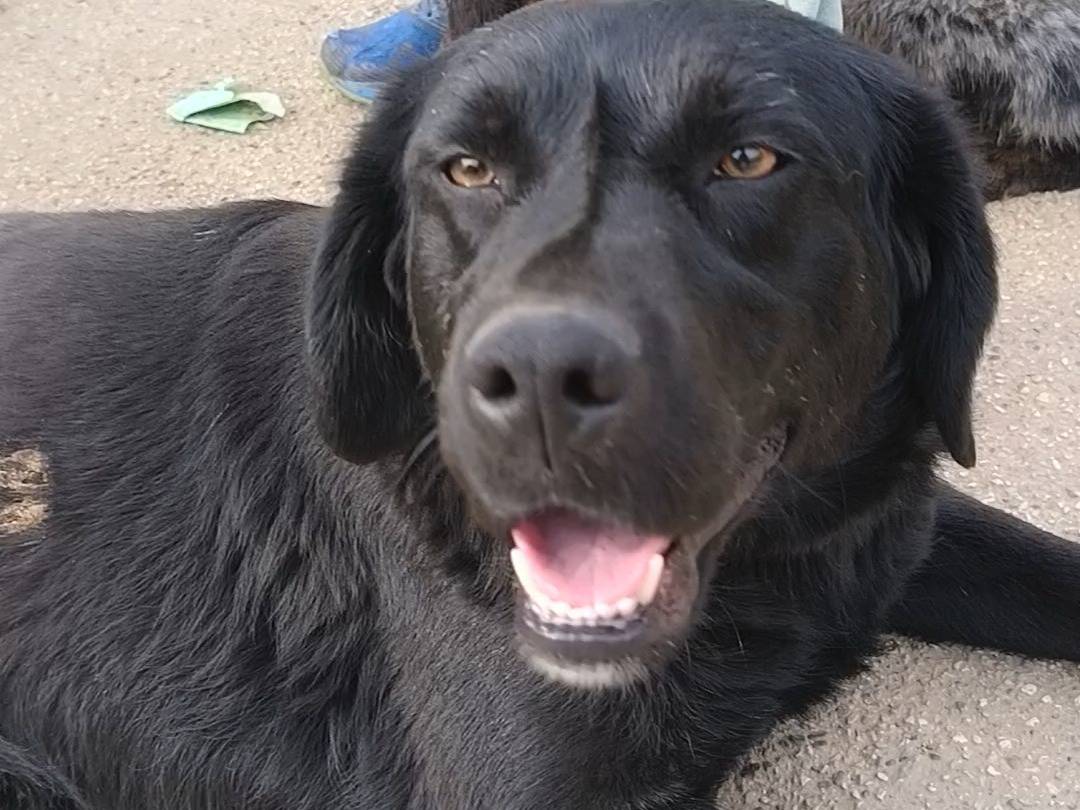 Vuoi adottare un cane a Bari?