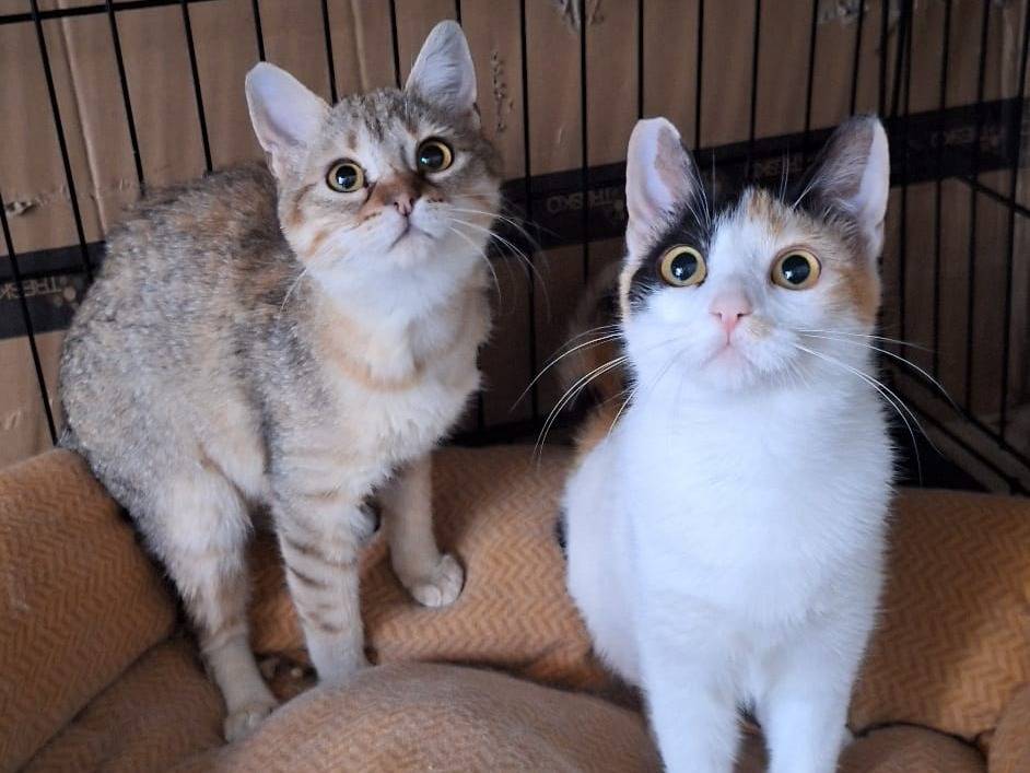 Adozione gatto, femmina, Razza sconosciuta Razza sconosciuta, 6 mesi, taglia non valida, Parma