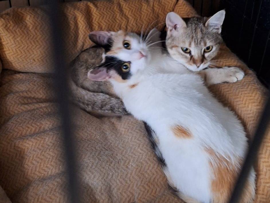Adotta un gatto, femmina, 6 mesi, Parma