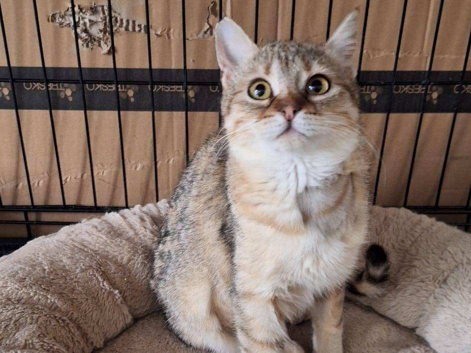 Vuoi adottare un gatto a Parma?