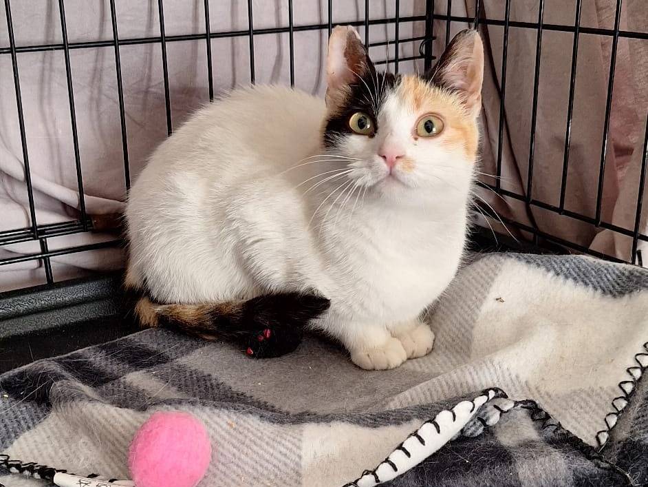 Adotta il gatto Daisy e Prisma a Parma