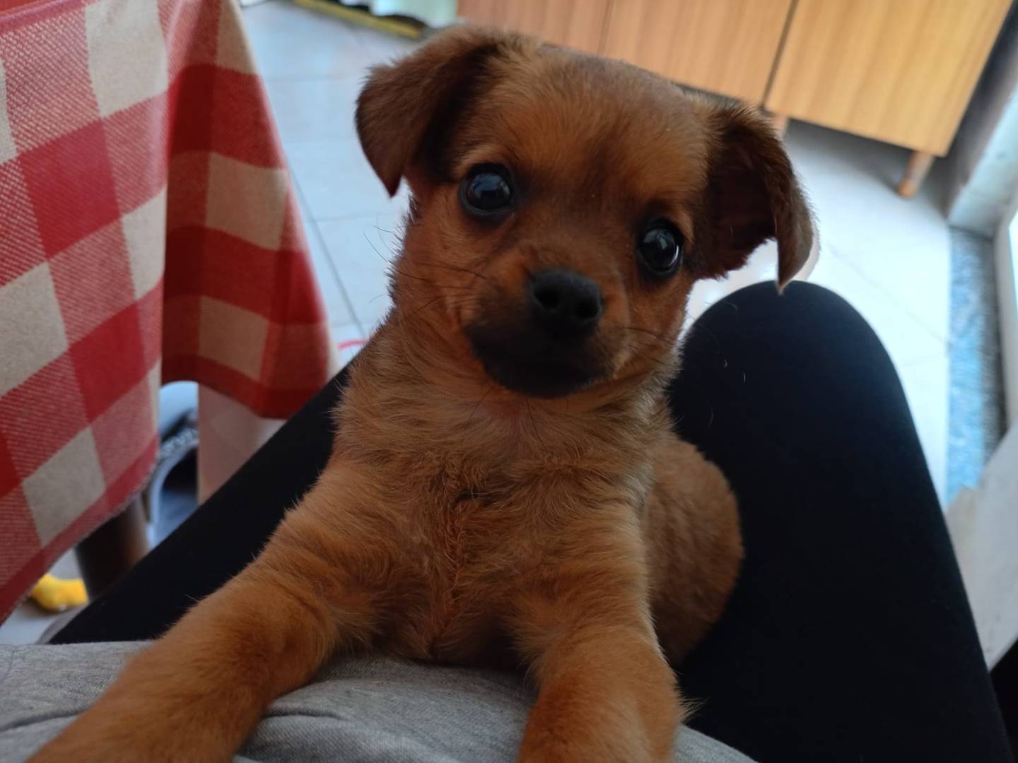 Adozione cane, femmina, Razza sconosciuta Razza sconosciuta, 3 mesi, taglia piccola, Catanzaro