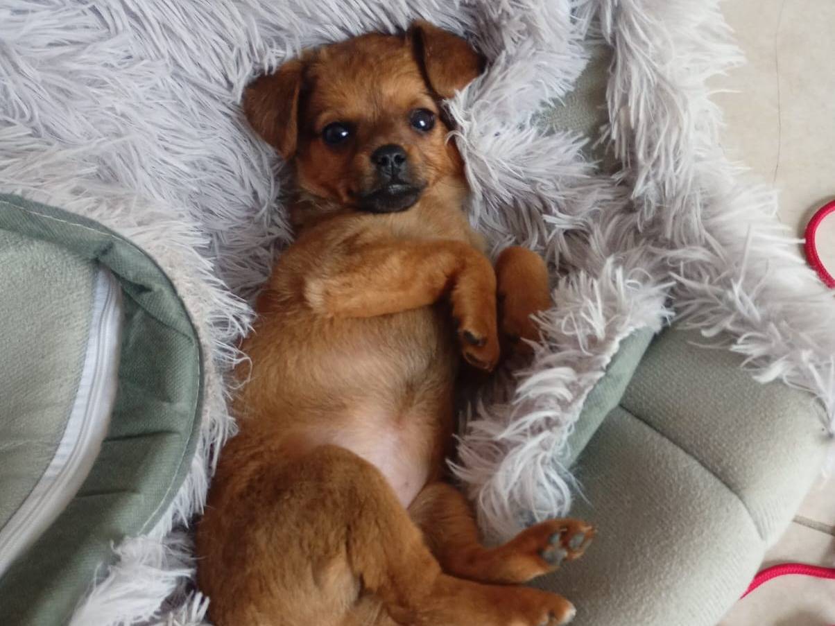 Adotta un cane, femmina, 3 mesi, Catanzaro