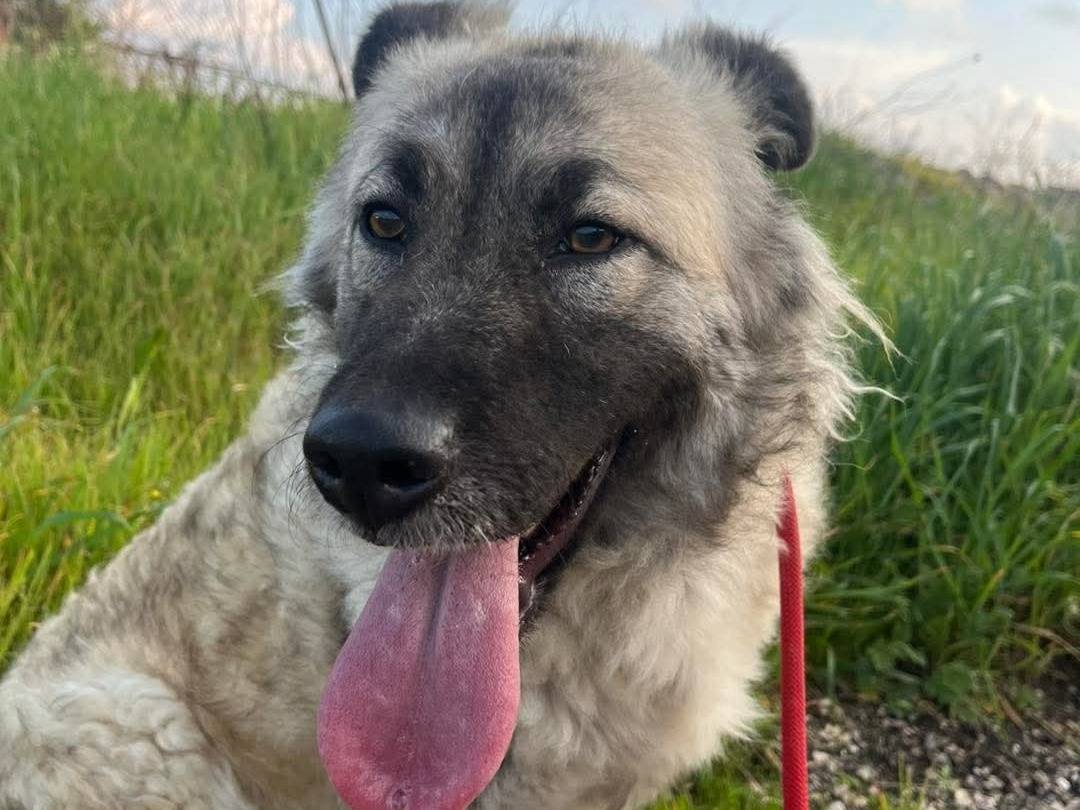 Vuoi adottare un cane a Bari?