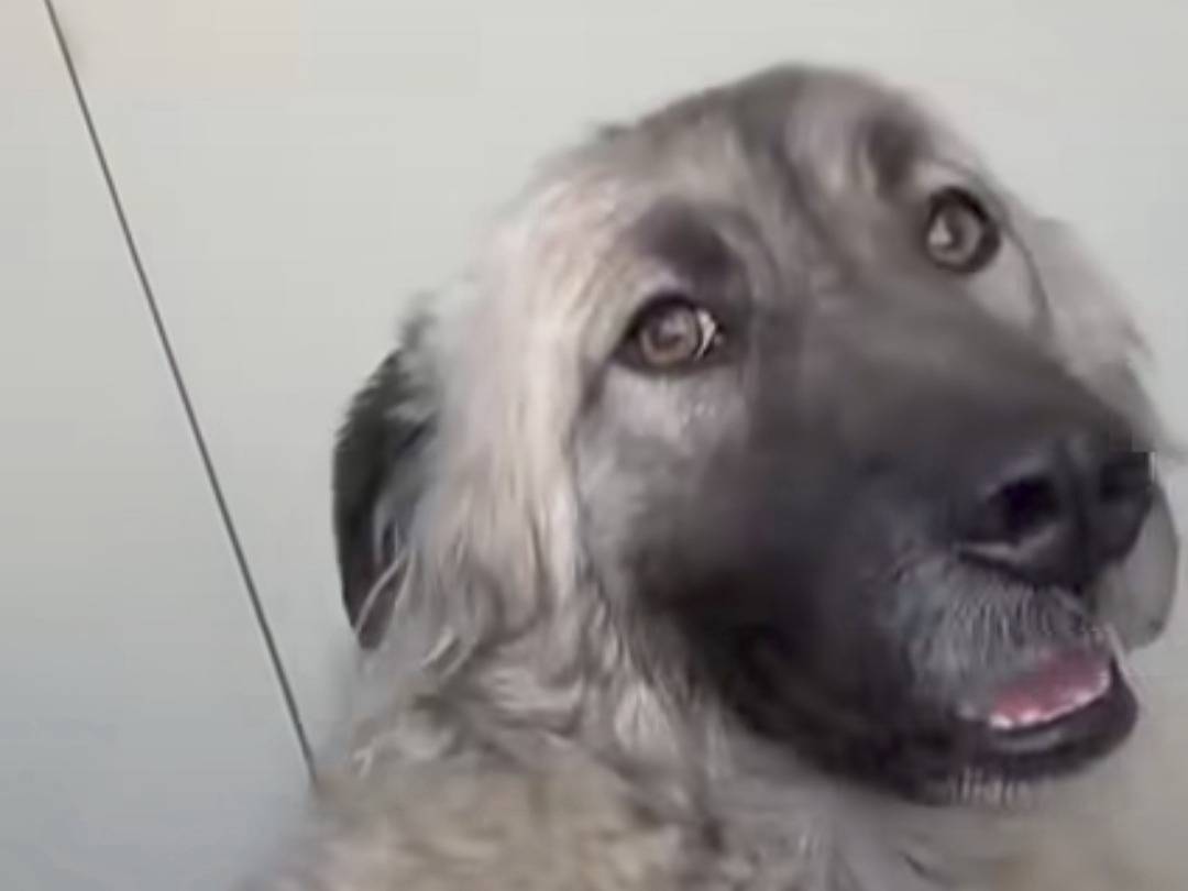 Adotta il cane Elena a Bari