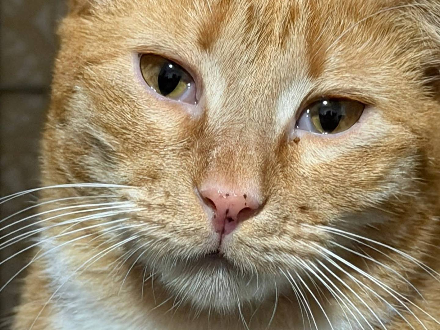 Adozione gatto, femmina, Razza sconosciuta Razza sconosciuta, 2 anni, taglia non valida, Messina