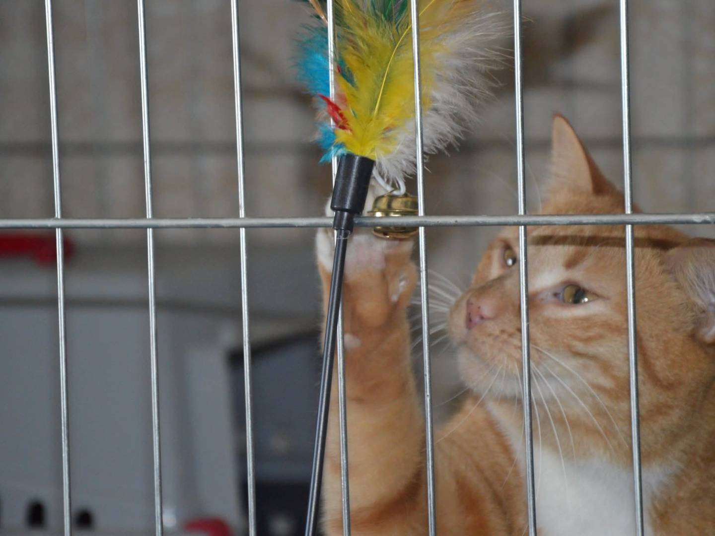 Adotta un gatto, femmina, 2 anni, Messina