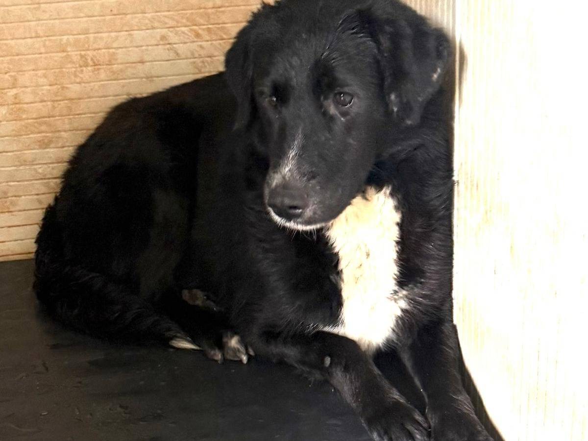 Adozione cane, femmina, Razza sconosciuta Razza sconosciuta, 1 anno e 1 mese, taglia media, Cosenza