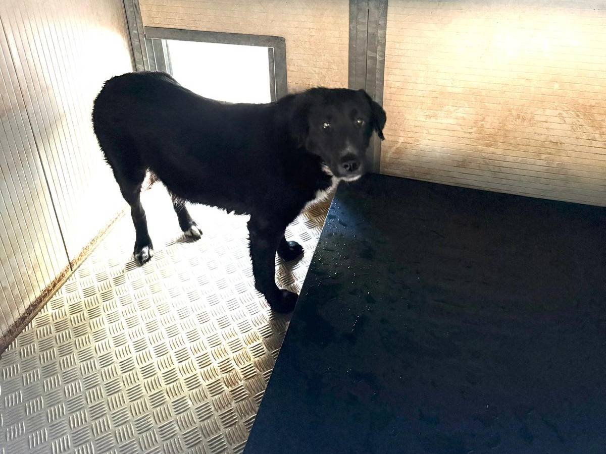 Adotta un cane, femmina, 1 anno e 1 mese, Cosenza
