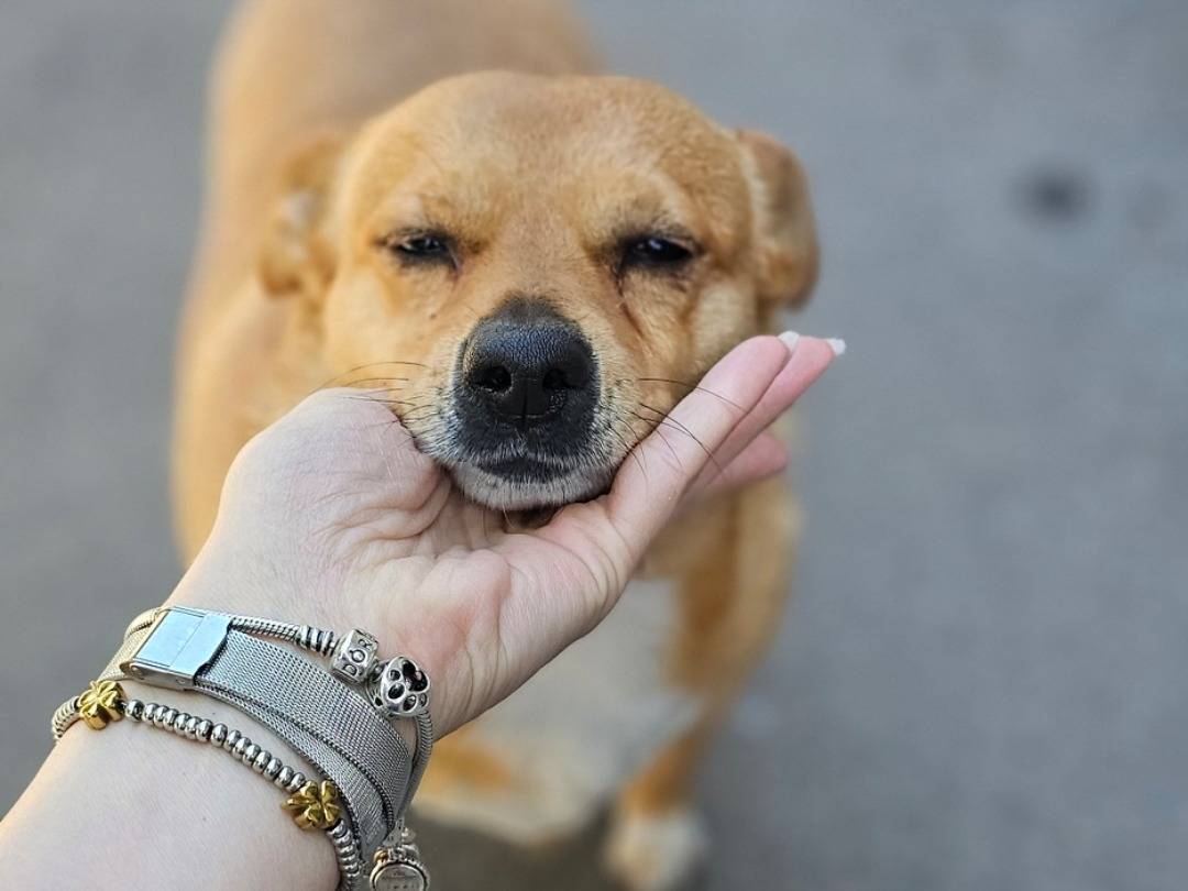 Adozione cane, femmina, Razza sconosciuta Razza sconosciuta, 5 anni, taglia media contenuta, Avellino