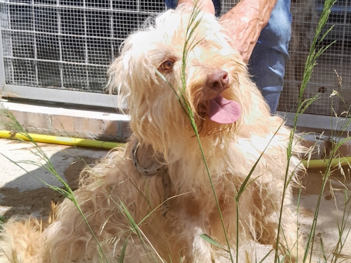 Adozione cane, maschio, Razza sconosciuta Razza sconosciuta, 5 anni e 4 mesi, taglia media contenuta, Latina