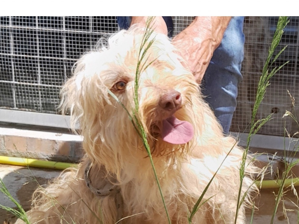 Adotta un cane, maschio, 5 anni e 4 mesi, Latina
