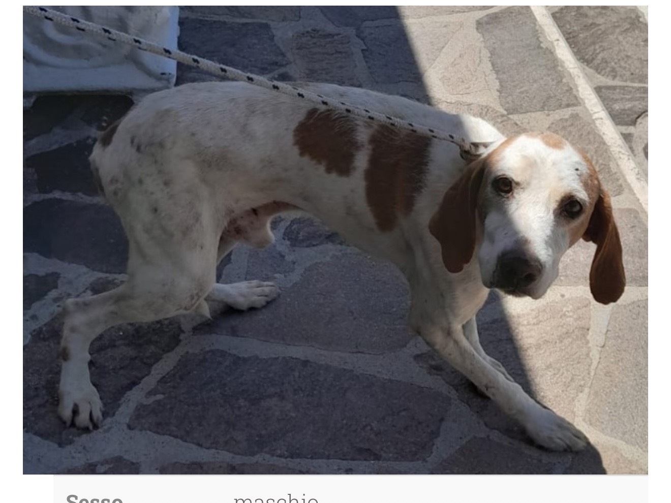 Adozione cane, maschio, Razza sconosciuta Razza sconosciuta, 11 anni e 4 mesi, taglia media contenuta, Latina