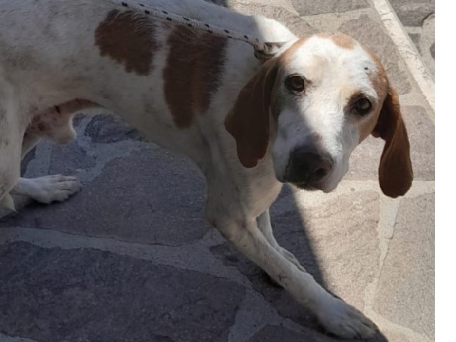 Adotta un cane, maschio, 11 anni e 4 mesi, Latina