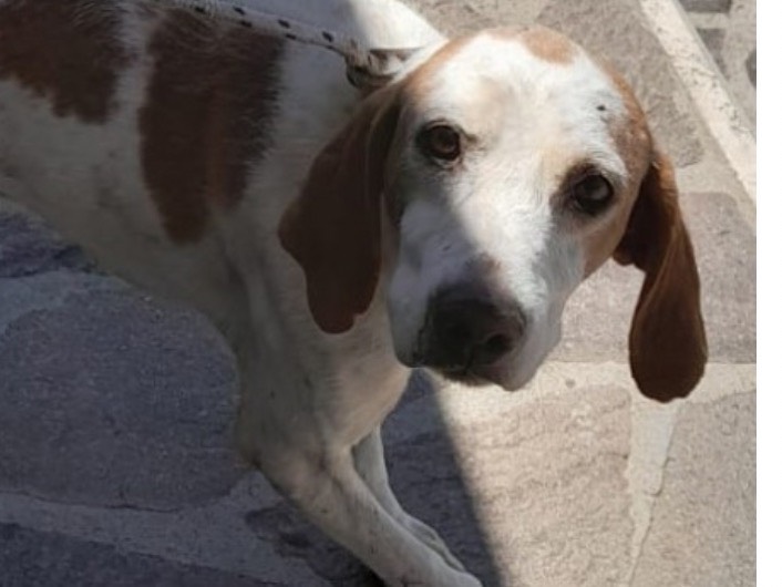 Adotta un cane, taglia media contenuta, maschio, Latina