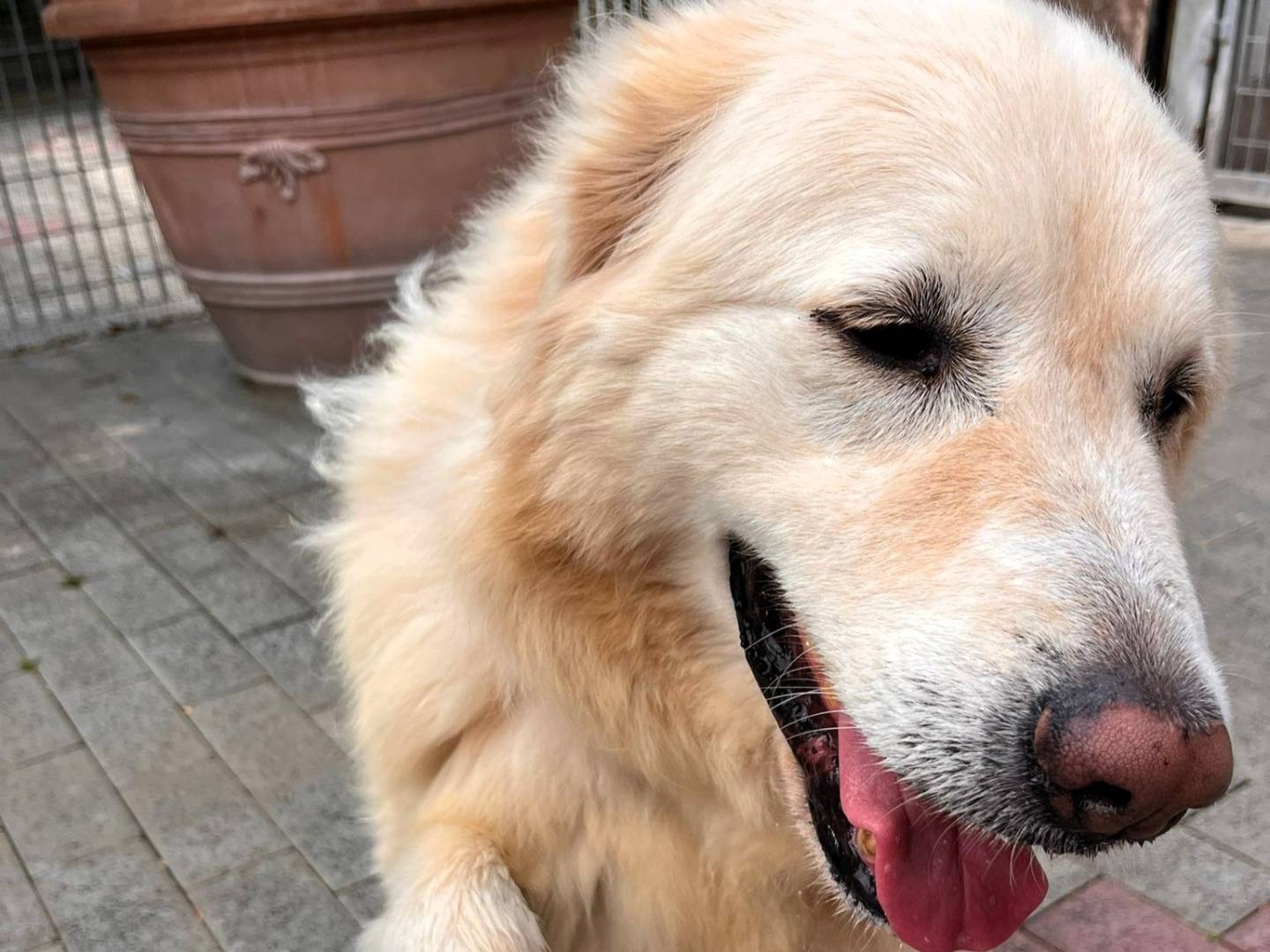 Adozione cane, maschio, Razza sconosciuta Razza sconosciuta, 7 anni e 1 mese, taglia grande, Milano