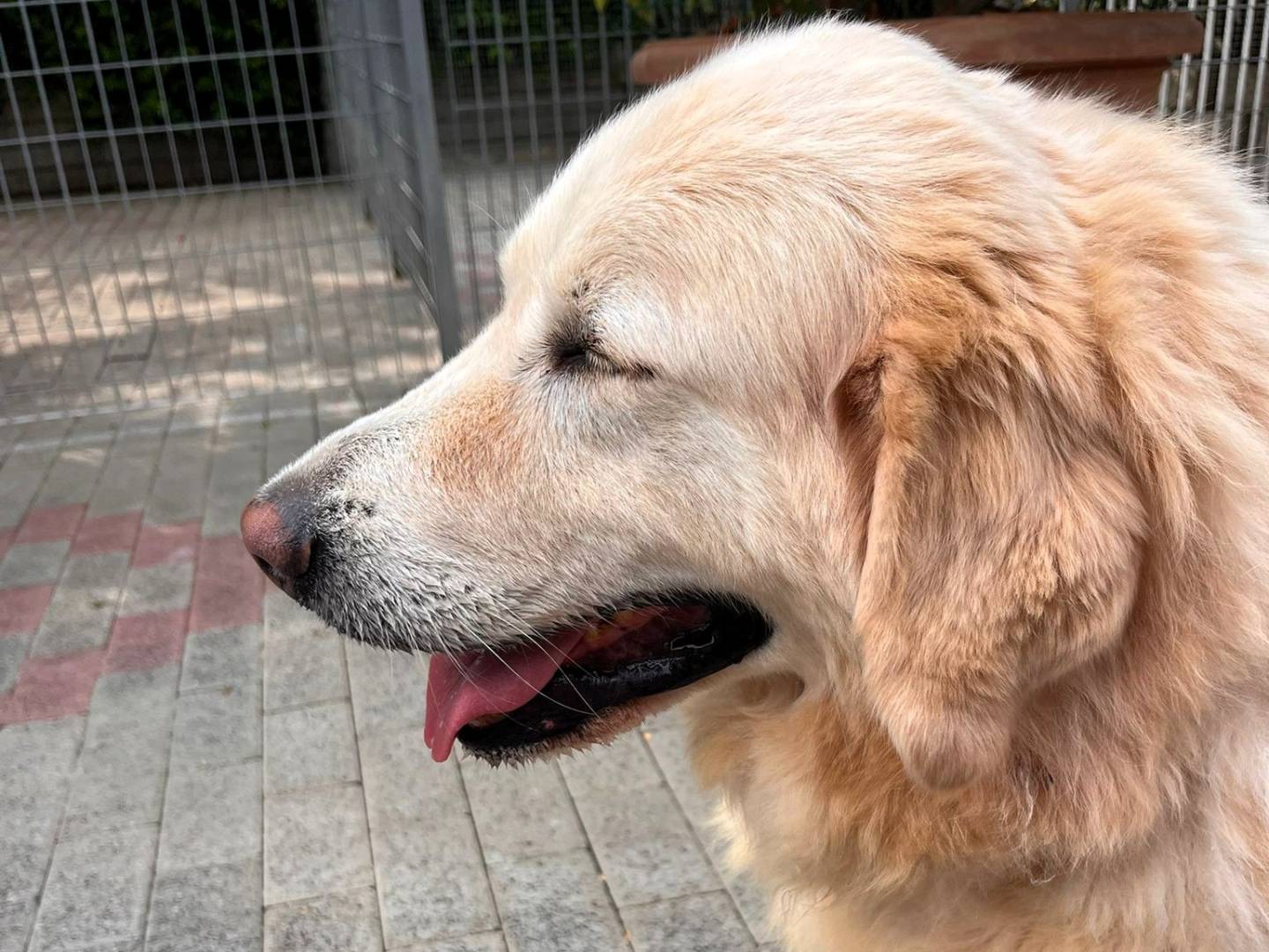 Adotta un cane, taglia grande, maschio, Milano