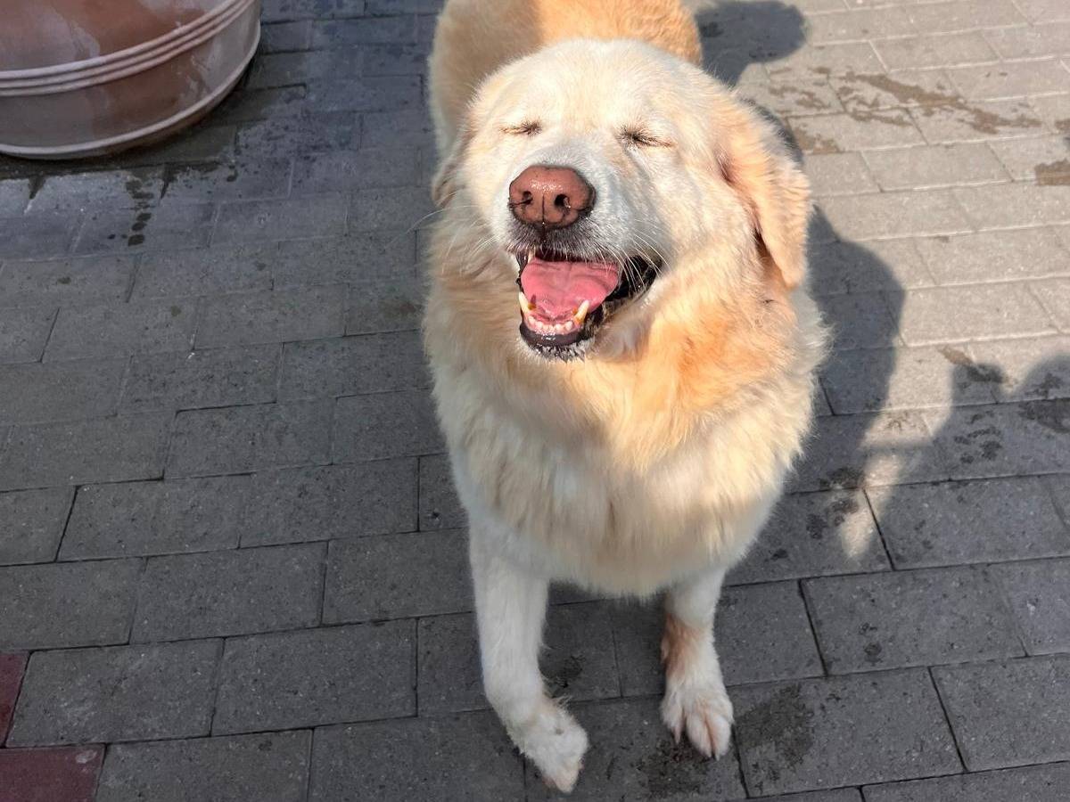 Vuoi adottare un cane a Milano?