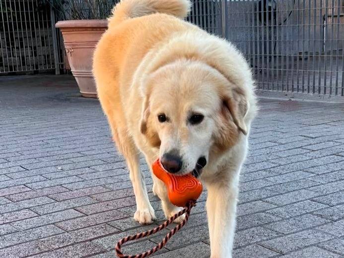 Adotta il cane SALOMONE a Milano