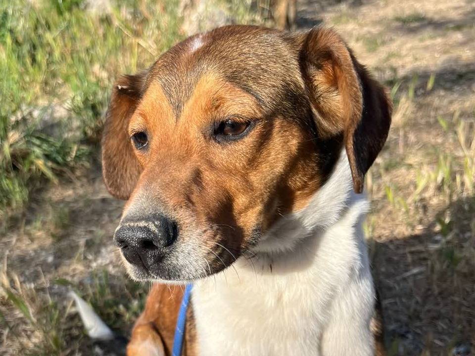 Adozione cane, femmina, Segugio Razza sconosciuta, 1 anno, taglia piccola, Padova