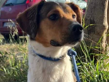 Adotta un cane, femmina, 1 anno, Padova