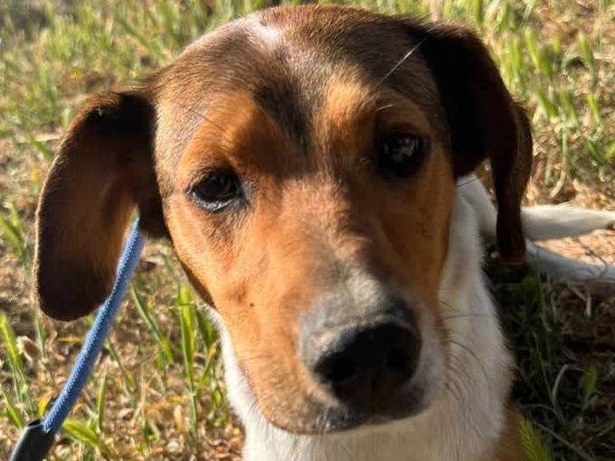 Adotta un cane, taglia piccola, femmina, Padova