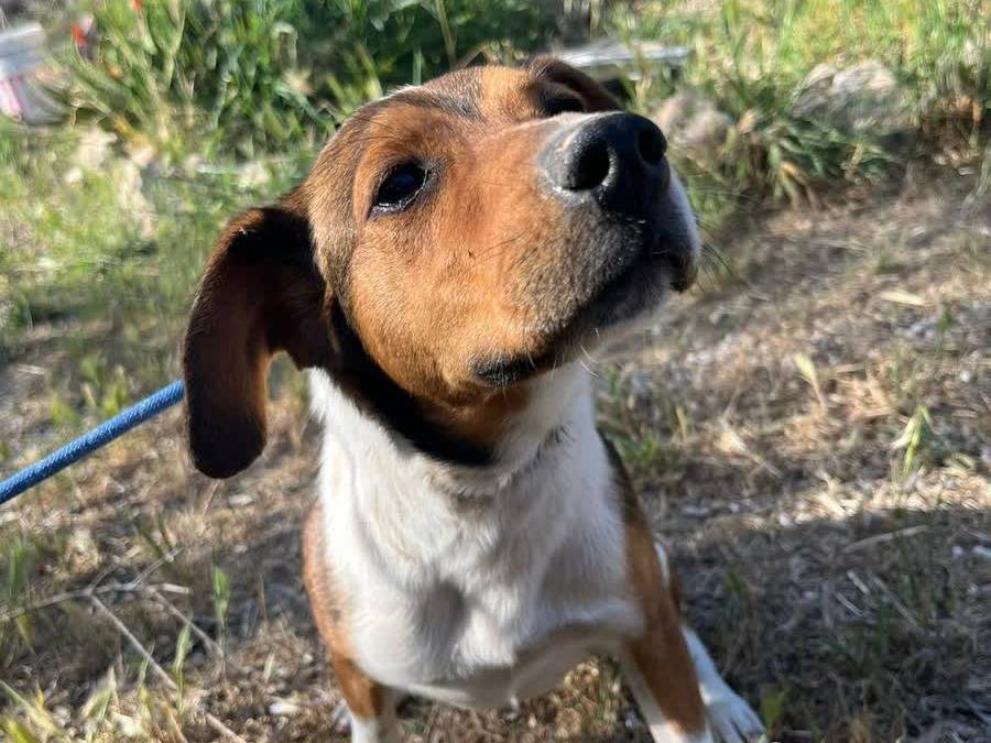 Vuoi adottare un cane a Padova?