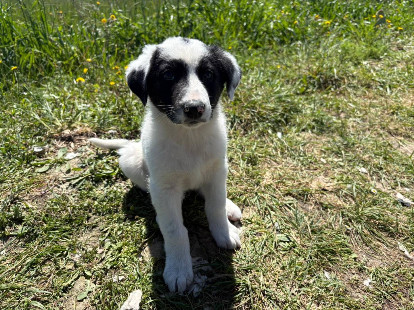 Adotta un cane, femmina, 3 mesi, Potenza